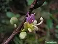 fleur