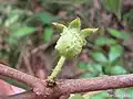 jeune fruit
