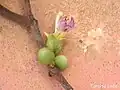 fleurs