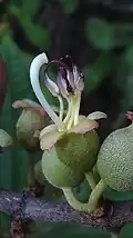 fleur