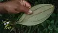 feuille