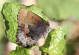 Incisalia henrici