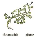 Part. I, chap. 59 Glechoma hederacea