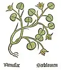 Part. I, chap. 98... Nuphar lutea