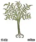 Part. I, chap. 136... Salix