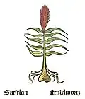 Part. I, chap. 128 Orchis