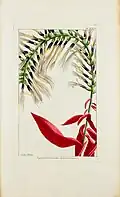 Epidendrum bouvartia