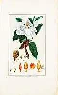 Magnolia grandiflora