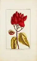 Bixa orellana