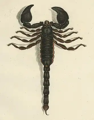 Description de l'image Herbst plate1 cropped.jpg.