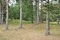 La zone est en grande partie envahie par la forêt