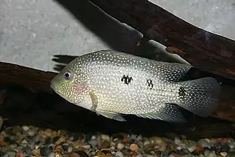 Le cichlidé du Texas (Herichthys cyanoguttatus) est le seul cichlidé indigène des États-Unis.