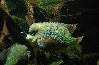 Cichlasoma pearsei