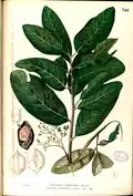 Feuilles et fruit