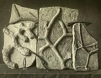 Image illustrative de l’article Palaeontographica