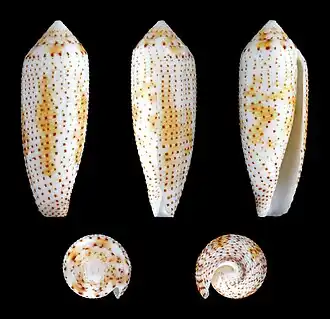 Hermes nussatella