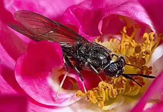Hermetiinae : Hermetia illucens