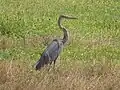 Héron goliath (Ardea goliath).