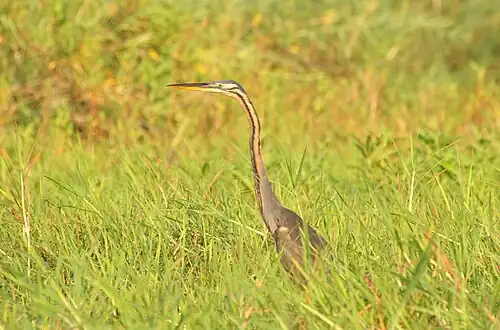 Heron pourpré, Purple Heron, Ardea purpurea - lac Kinkony.