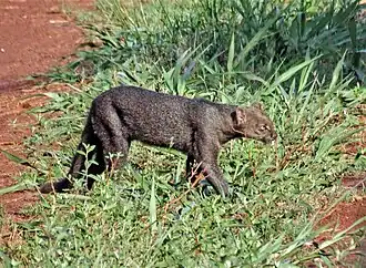 Jaguarondi.