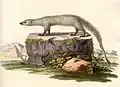 Herpestes ichneumon vu par Johann Christian Daniel von Schreber, en 1780