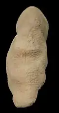Herpolitha
