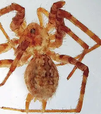 Description de l'image Hersiliola afghanica female.jpg.