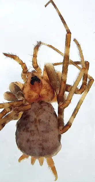 Description de l'image Hersiliola esyunini female.jpg.
