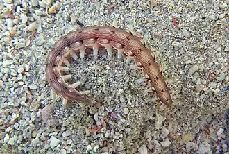 Hesione ceylonica