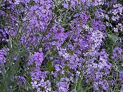 Hesperis matronalis L. — Julienne des dames
