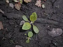 Plantule.