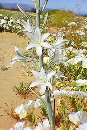 Description de l'image Hesperocallis undulata.jpg.