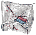 Veine épigastrique inférieure droite vue depuis l'intérieur de la paroi abdominale.