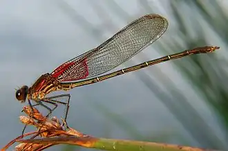 Hataerina americana
