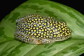 Description de l'image Heterixalus alboguttatus01.jpg.