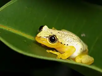 Description de l'image Heterixalus punctatus, Vohimana reserve, Madagascar (12029906603).jpg.