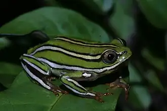 Heterixalus rutenbergi.