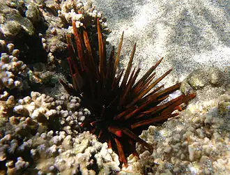 Heterocentrotus trigonarius