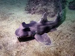 Heterodontus galeatus