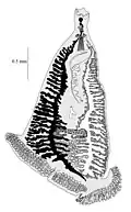 Heteromicrocotyloides megaspinosus (Heteromicrocotylidae)
