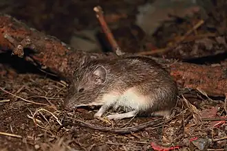 Description de l'image Heteromys irroratus texensis.jpg.