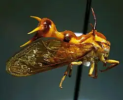 Heteronotus nodosus