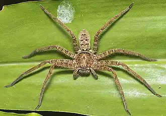 Description de l'image Heteropoda jugulans.jpg.