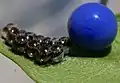 Œufs de punaises