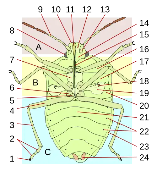 Vue ventrale