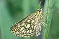 Heteropterus morpheus  (Pallas, 1771)