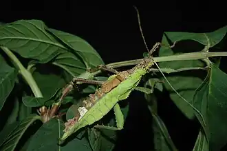 Heteropteryx dilatata