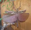 Mâle ailes déployées.
