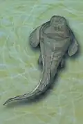 Heterostius