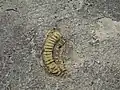 Un fossile d'ammonite